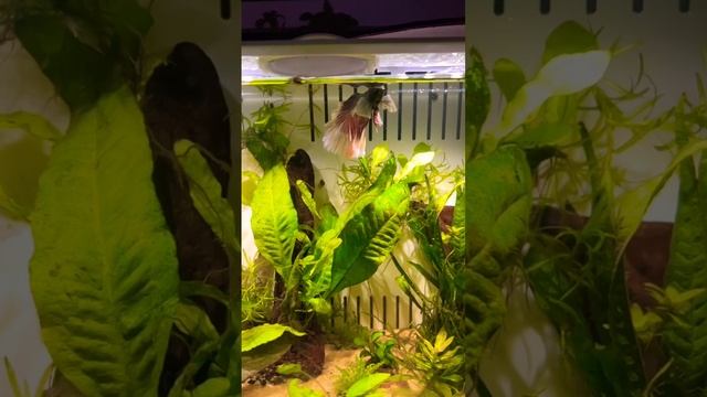 Betta takes Big Gulp of Air 🫧 #labryinth смотреть онлайн