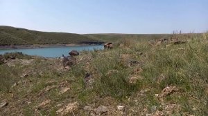 Кабк Шикори 2021