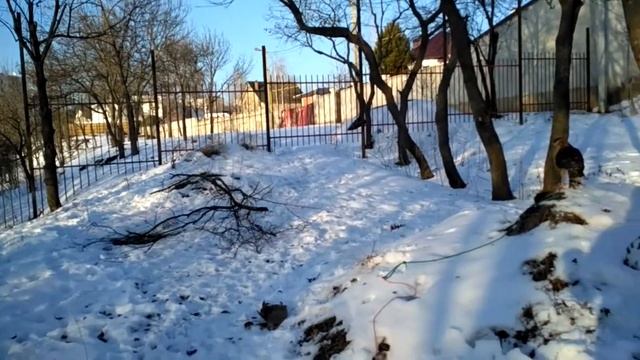 ястреб тетеревятник - 50 - повторная притравка на фазана смотреть онлайн