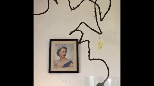 Atta Cephalotes Ant Colony update - leafcutter ants смотреть онлайн