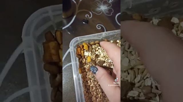 Корм лоя мышей и крыс... смотреть онлайн