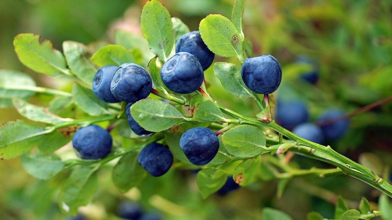 Зеленов Р, ВСОШ 2, 3 А класс