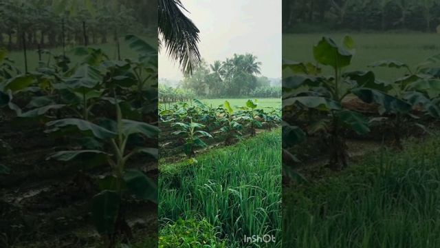 هيحصل ايه لو انقرض الذباب🤔 смотреть онлайн