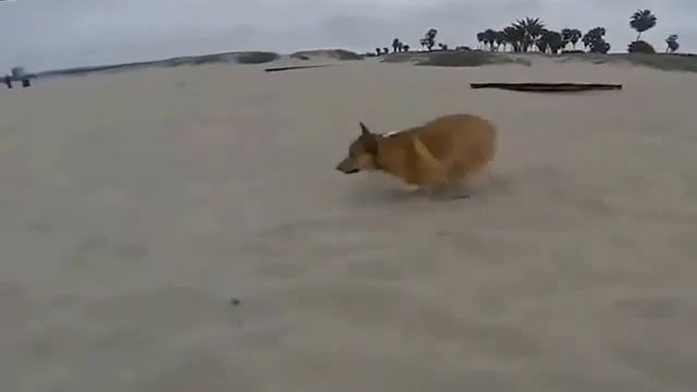 Смешные коты и собаки!!! Подборка №1, Funny cats, dogs, Прикольные, ржачные, веселые коты собаки смотреть онлайн
