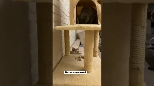 Пышка не разрешает нарушать её личное пространство 😉 смотреть онлайн