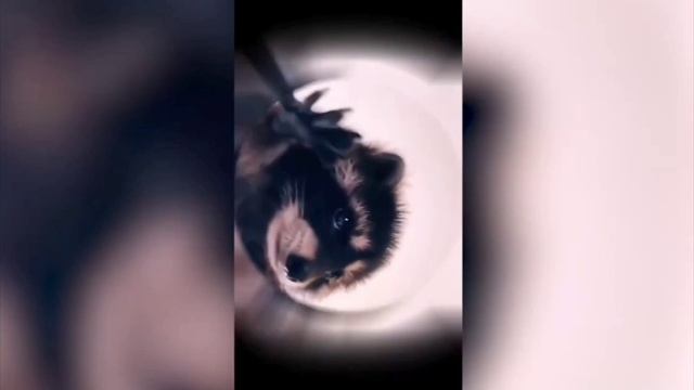 Педро, Педро, танцующий енот-5 минут. смотреть онлайн