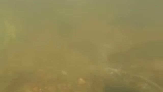 Spawning Lamprey in the River Exe смотреть онлайн