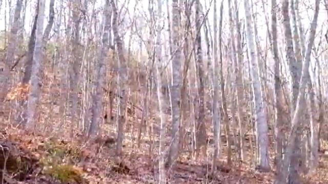Homes for Sale - Lot 4 Caesar Gap Hiawassee GA 30546 - Diane Baggett смотреть онлайн