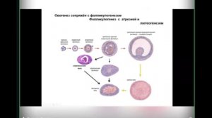 Лекция 9. Женская половая система | Князева Л.А.