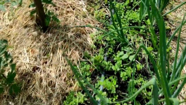 ВЛОГ/ Дни жизни /10-21 июня /Кто то снёсся в перце /Поиски моркови/ Травища одолела ! смотреть онлайн