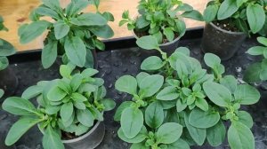 Петуния . Что делать с маточным кустом петунии зимой после черенкования. Оставить или выбросить?