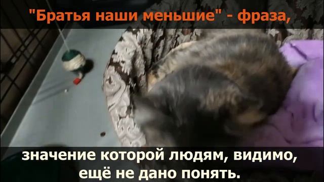 Помощь Сансаре смотреть онлайн