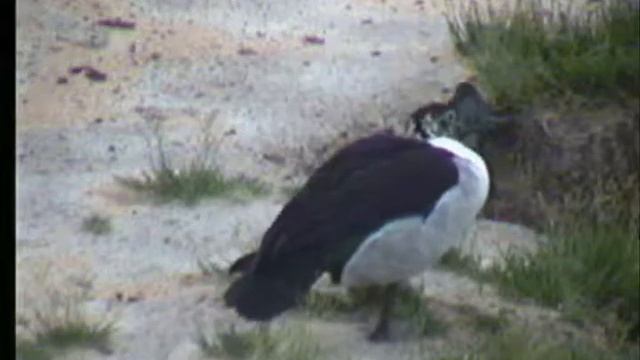 11.25.07 4.06pm NK African Comb Duck смотреть онлайн