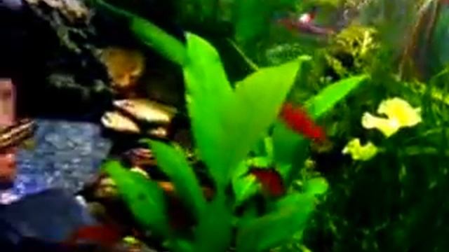 #Aquarium. Видео из архива. Аквариум 200л. смотреть онлайн