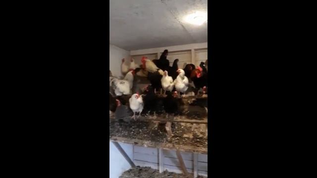 Концерт для индюшки смотреть онлайн