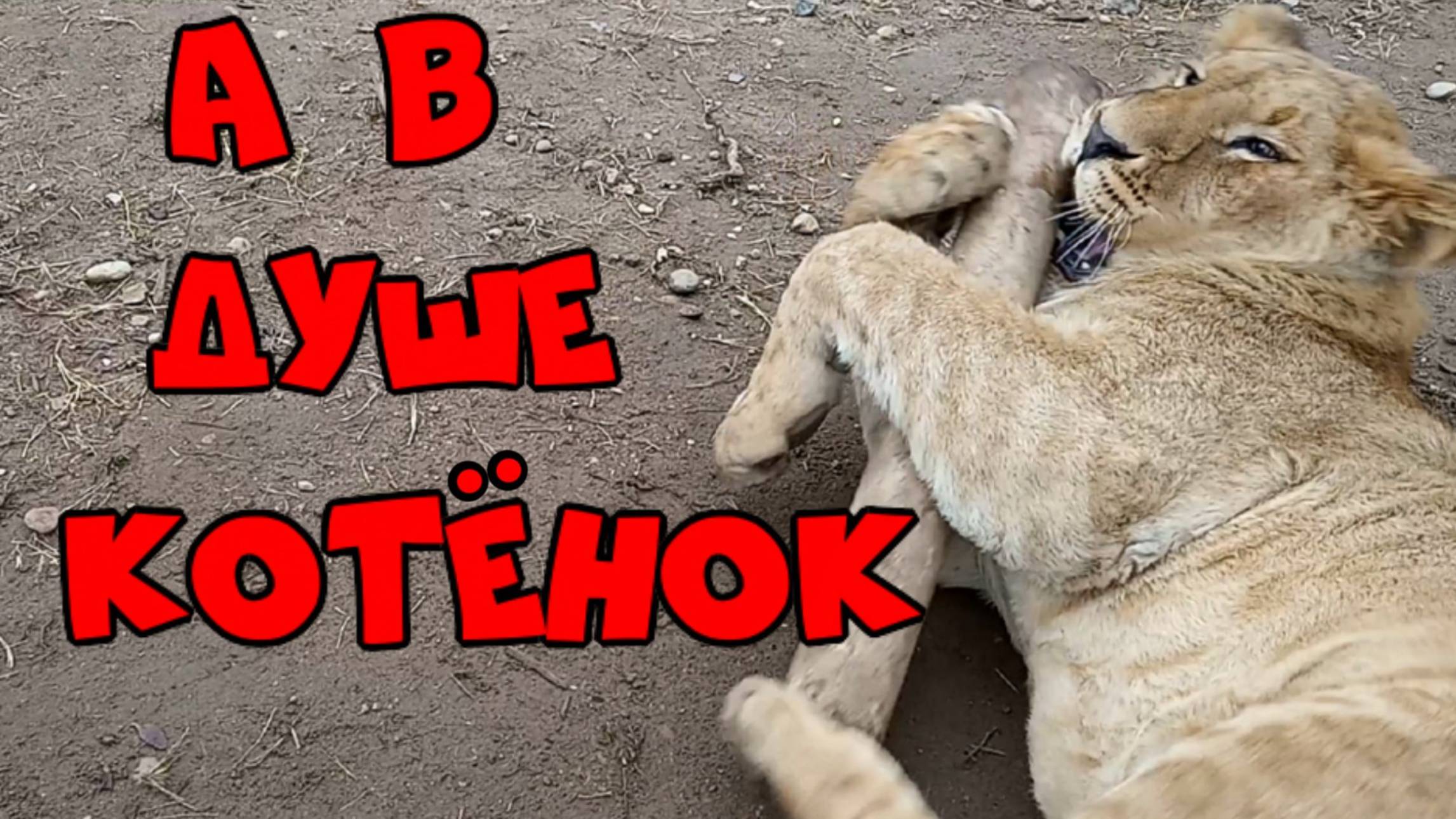 Лапищи большие, а в душе котёнок. / Новости про ШЕРХАНА от директора зоопарка. (1 выпуск) смотреть онлайн