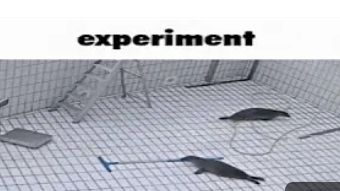 experiment (demon) ny mbed and more Grand Final смотреть онлайн
