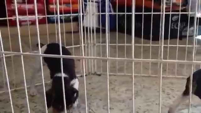 Fox Paulistinha a Venda http://www.pointdog.com.br/blog/?p=95 смотреть онлайн