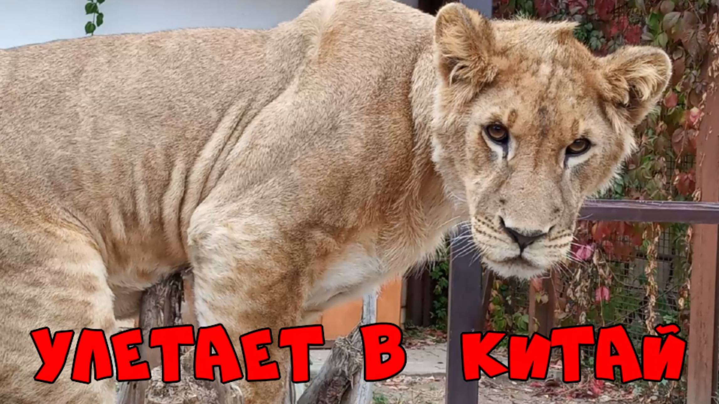 Добрый ШЕРХАН улетает в Китай, а мы будем его помнить... смотреть онлайн