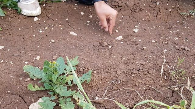 Badem Azot Verme Ch/N formülü Tavuk Gübresi Hayvan Gübresi смотреть онлайн