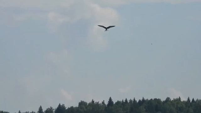 №2320 20 06 2022 Речная крачка смотреть онлайн