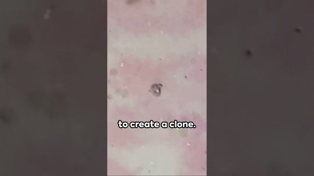 Asexual Reproduction: The Animal Kingdom's Solo Act смотреть онлайн