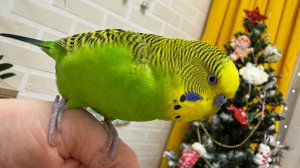 Разговор волнистого попугая Антошки на фоне новогодней обстановки ✨🎄