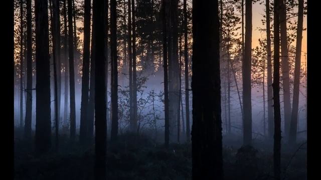 Рассказ «Ночная охота» из книги В. К. Арсеньева «Встречи в тайге». Читает Станислав Федосов. смотреть онлайн