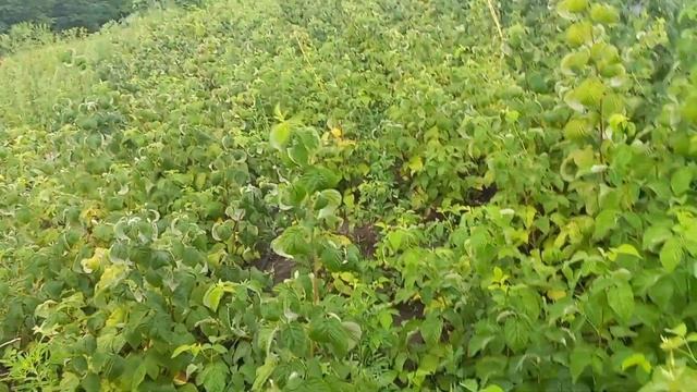 висаджую полуничку смотреть онлайн