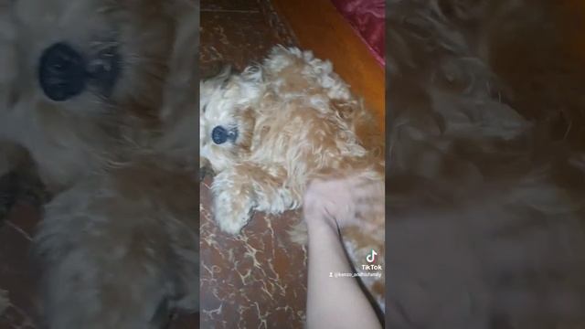 He's always wating for me... #doglover #pet #bellyrubs #cutedog #kenzo #maltipoo #smart смотреть онлайн