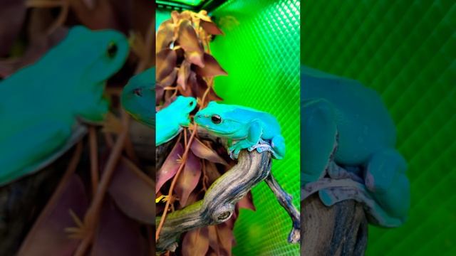 Веслонг #лягушка #рептилии #реп