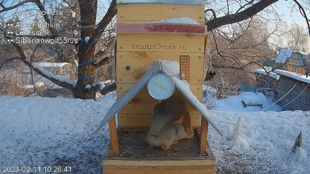 Белочка : Семечек нет,салом закушу#Омск,Россия #авторство smotriomsk. смотреть онлайн