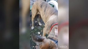 Издевательство над собаками. А как вы мучаете собак?