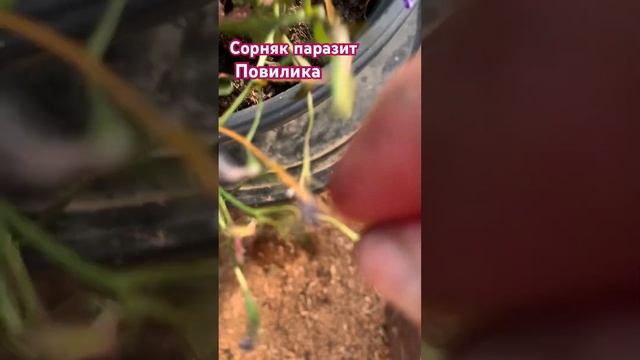 Сорняк паразит Повилика🦠#хантымансийск  #дача  #сорняк