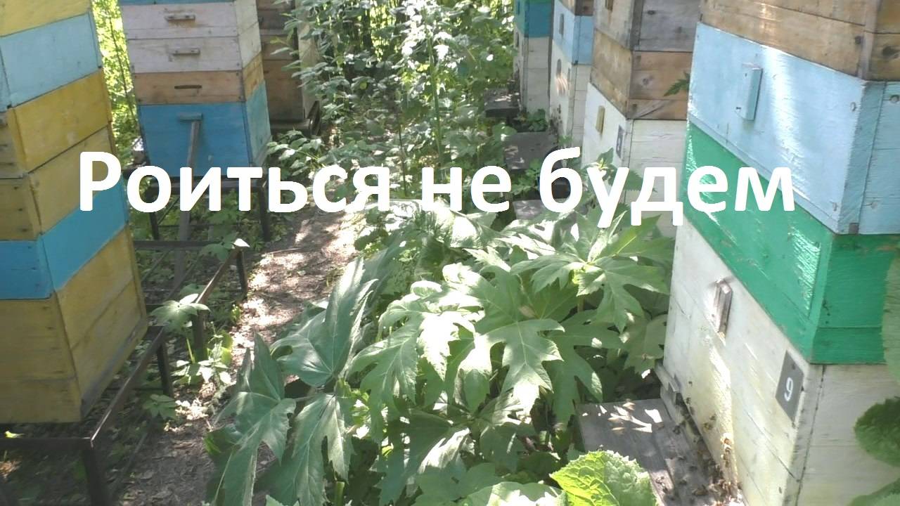 Пчелам теперь не до роения смотреть онлайн