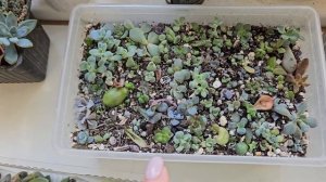 Как укоренять листья суккулентов. Размножение суккулентов листом