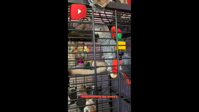 Домашний попугай Жако разговаривает, талантливый птенец удивляет, наши домашние питомцы