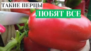 САМЫЕ КРУПНЫЕ ПЕРЦЫ - УРОЖАЙ ЛОМАЕТ КУСТЫ! УДАЧНЫЕ СОРТА КРУПНОГО СЛАДКОГО ПЕРЦА НА 2025 год