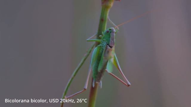 Bicolorana Bicolor -- Zweifarbige Beißschrecke -- Bicolour Meadow Bush-cricket