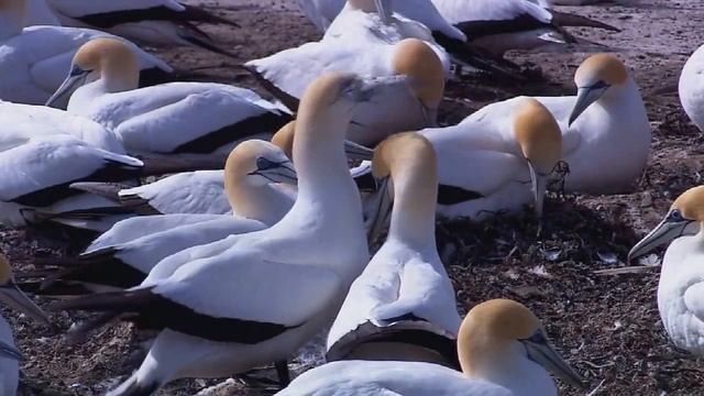 Копия видео 