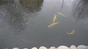 Готовлю пруд к зимовке