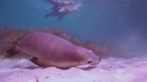 Животные Австралии — живописный фильм о дикой природе с успокаивающей музыкой!...