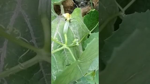 My Vege Patch Tori Plants Flowering And Fruiting 🌷🌴🌾🌻🥀