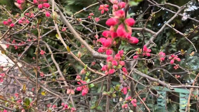 Japánbirs. Chaenomeles japonica. смотреть онлайн