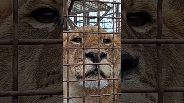 А в них застывшая слеза... Пусть эти глаза Шерхана вам снятся! #тайган #шерхан #минск #shortvideo смотреть онлайн