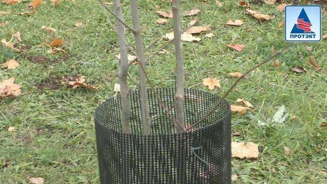 Сетка для защиты саженцев от грызунов Протэкт