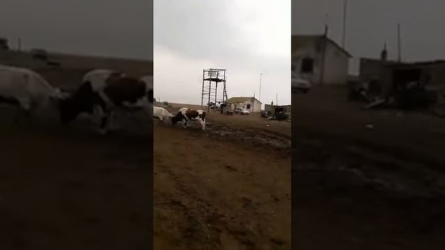 Шароле смотреть онлайн