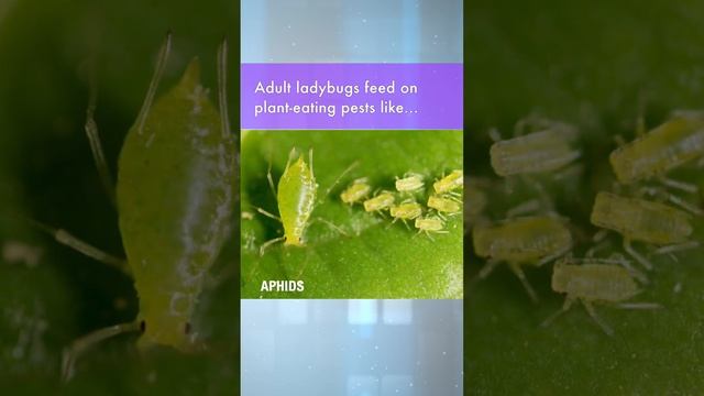 A Ladybug is the best example of bio-control at work. смотреть онлайн
