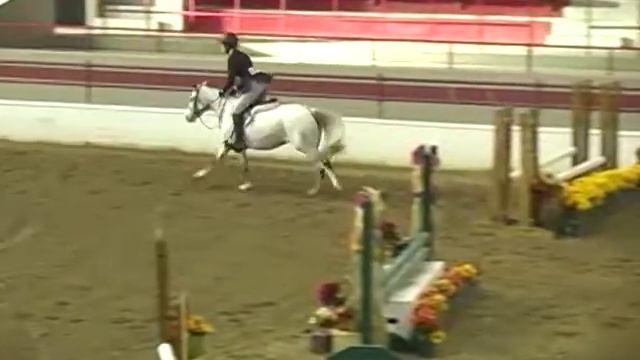 Medium Registered Half Welsh for Sale/Lease Hunter Vale Goodness Gracious Eligible Everything смотреть онлайн