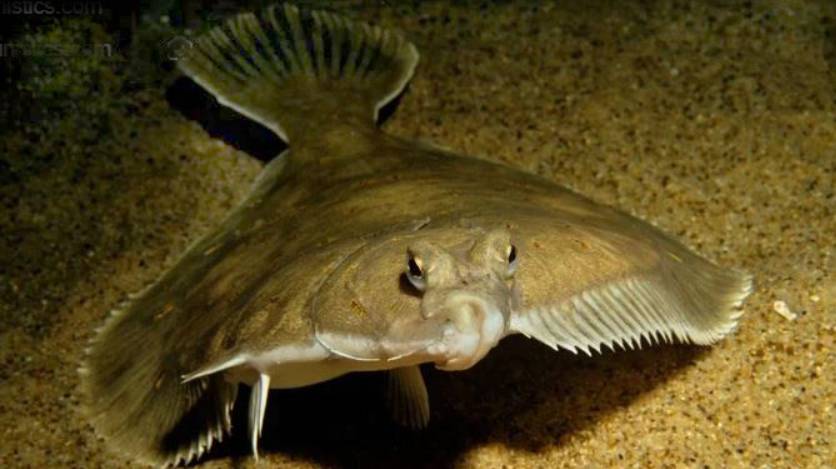 Камбала смотреть онлайн